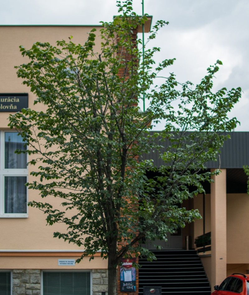 16 - Sokolovňa